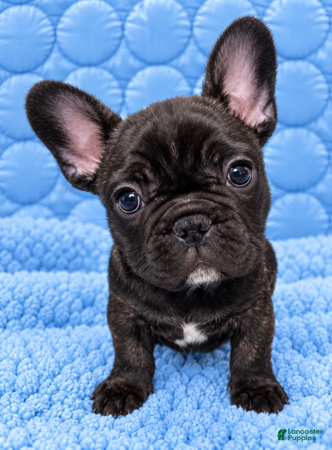 French Bulldog dogs for sale: French Bulldog 1 - Ad 1