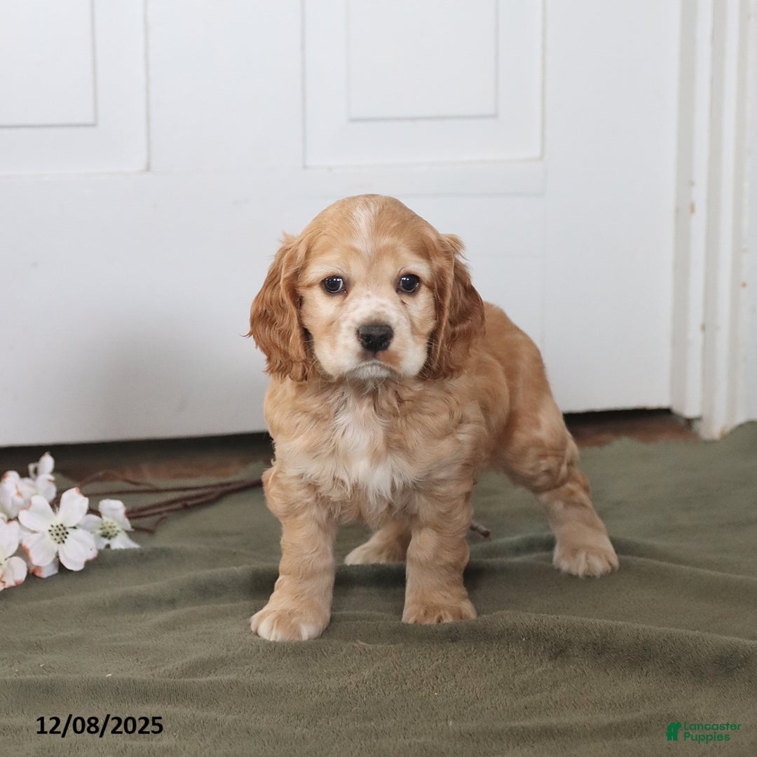Cocker Spaniel dogs for sale: Hoyt - Ad 3