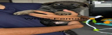 German Shepherd 2