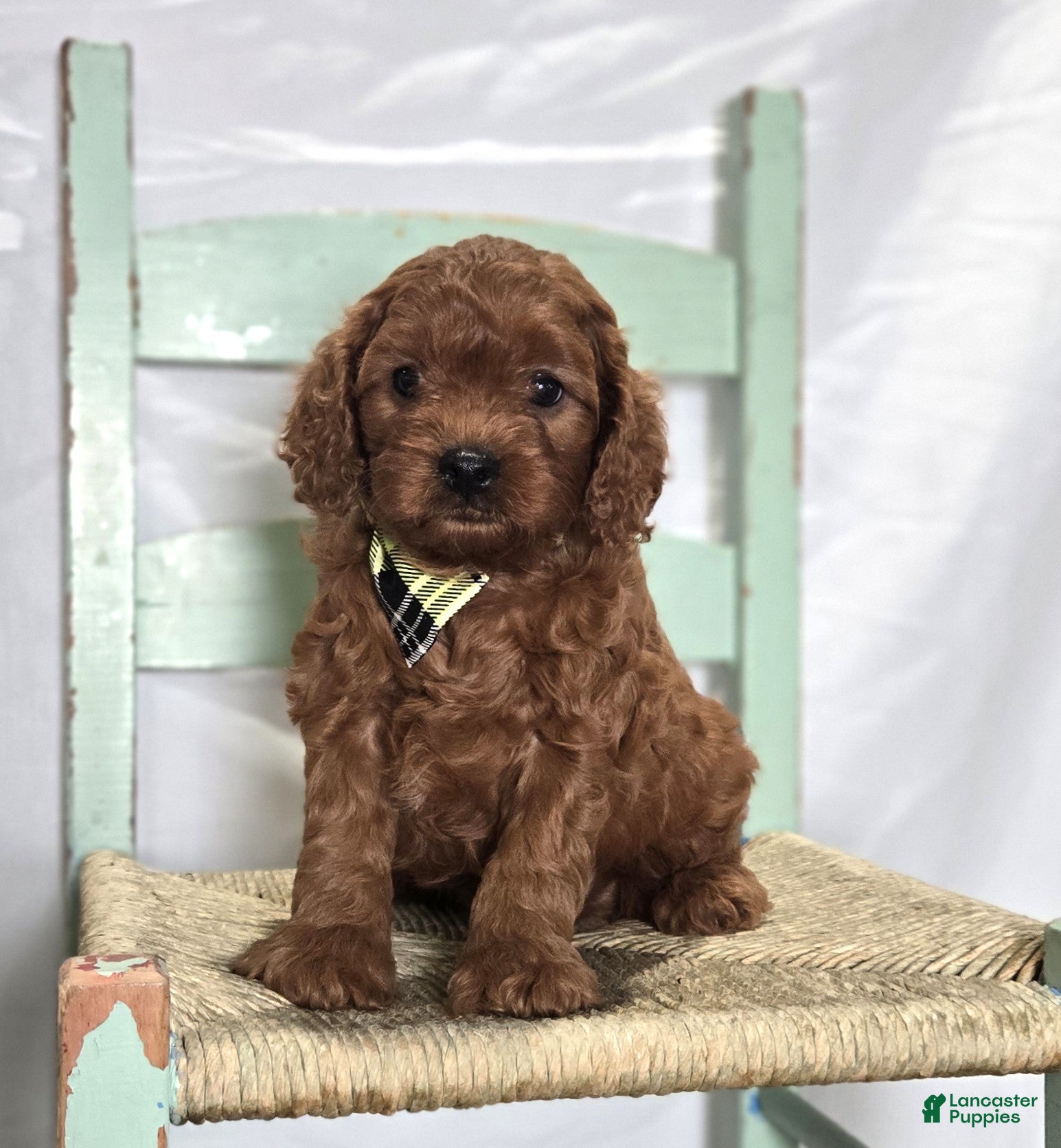 Cavapoo dogs Trigger - Ad 19