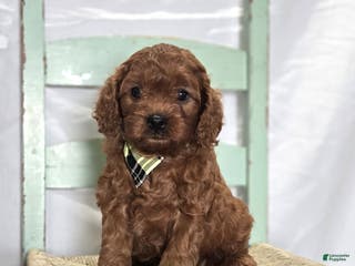 Cavapoo dogs Trigger - Ad 19