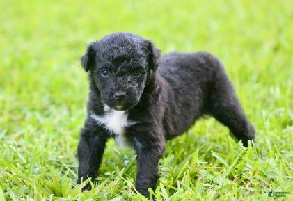 Australian Shepherd dogs Alexa  - Ad 2