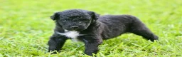 Australian Shepherd dogs for sale: Alexa  - Ad 2