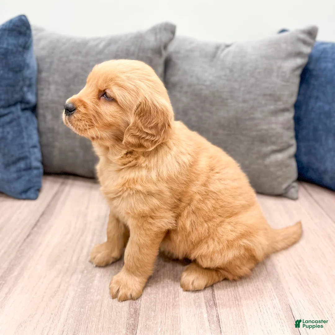 Golden Retriever dogs for sale: Max - Ad 6