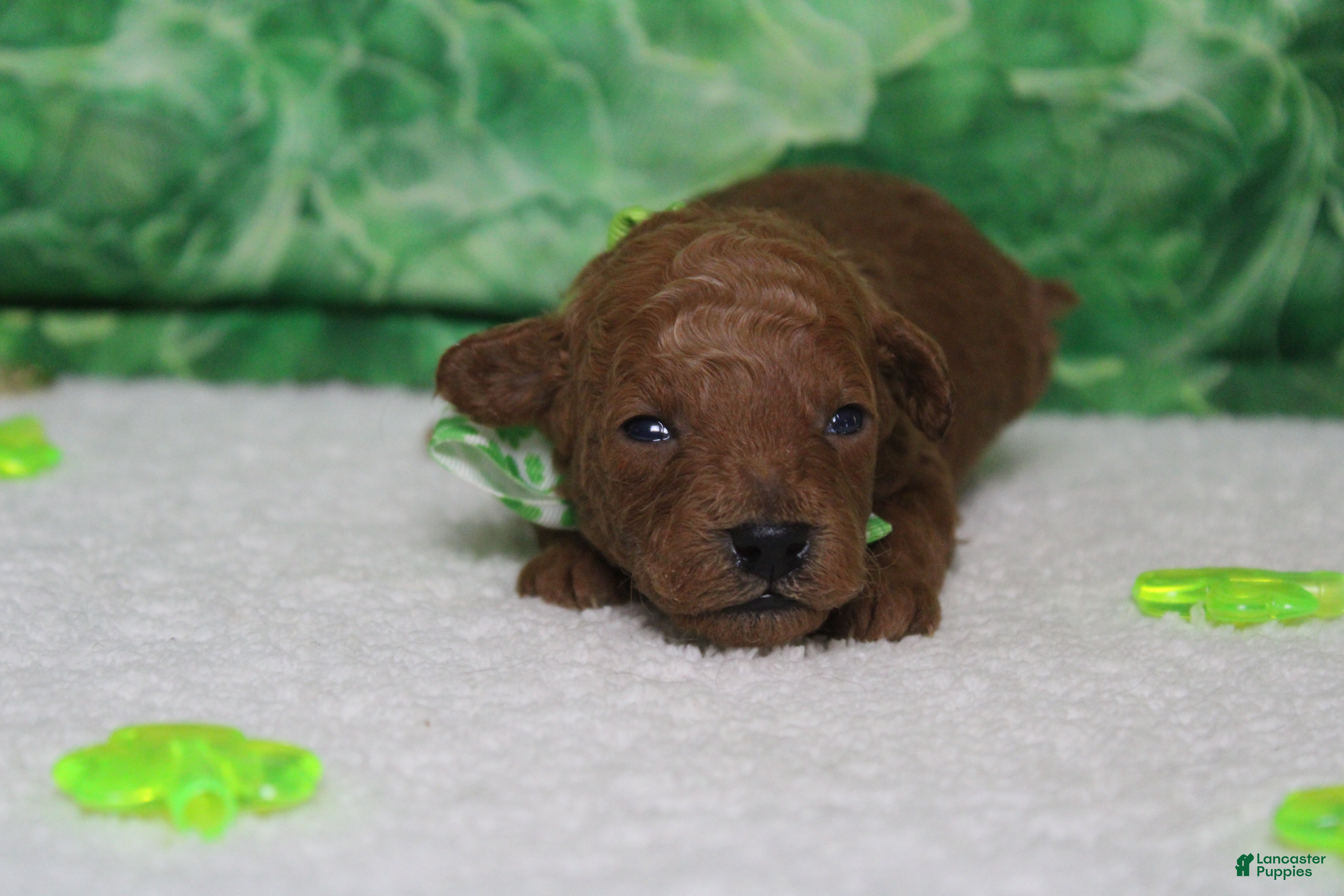 Toy Poodle dogs Andy  - Ad 23