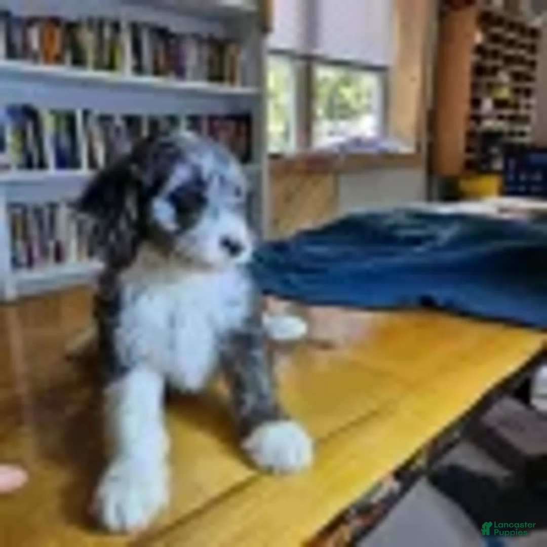 Mixed Breed dogs for sale: Grayson - Ad 6