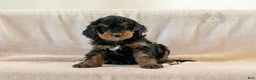 Bernedoodle dogs for sale: Cinderella - Ad 10
