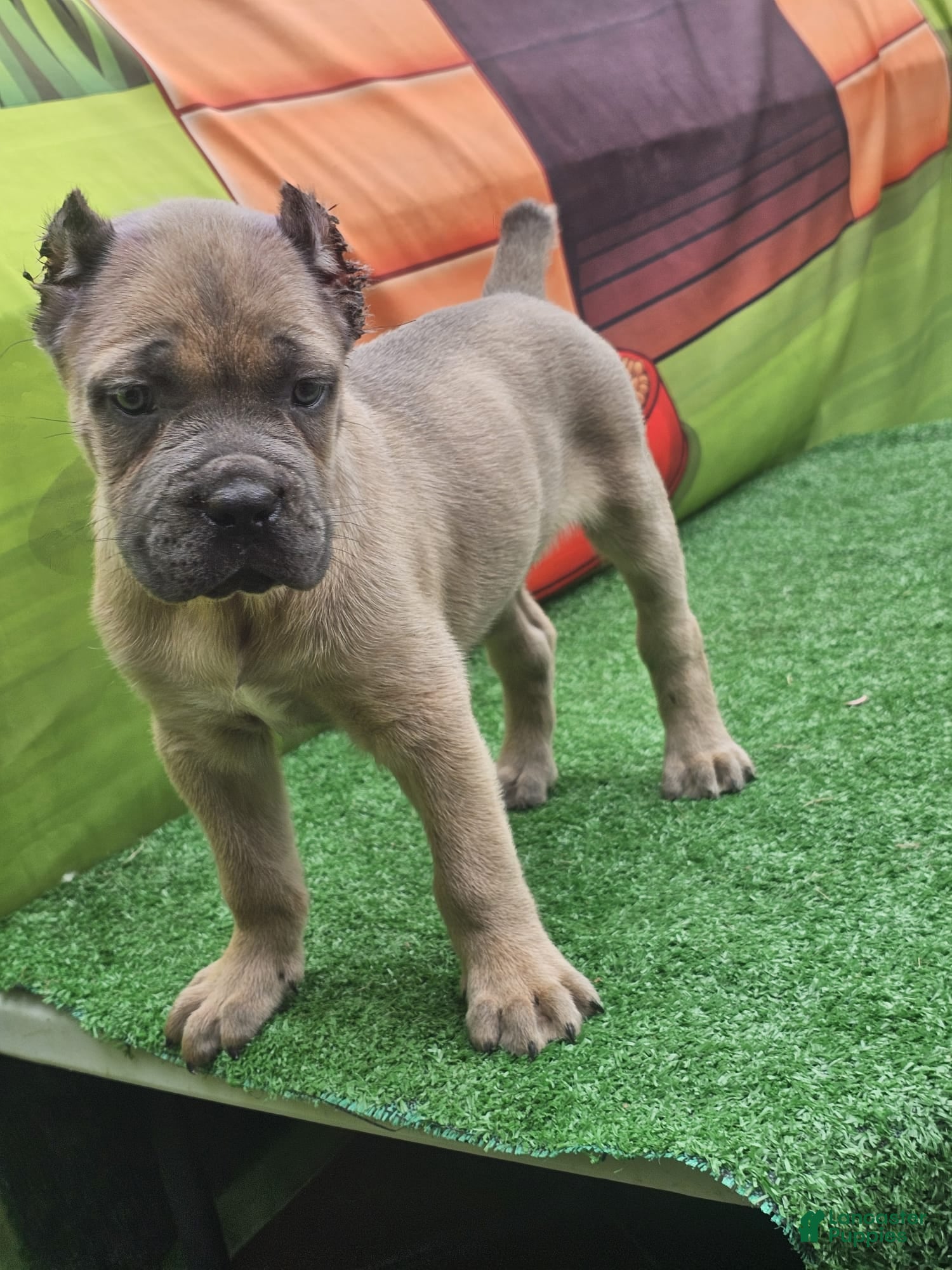 Cane Corso dogs ZEUS - Ad 1