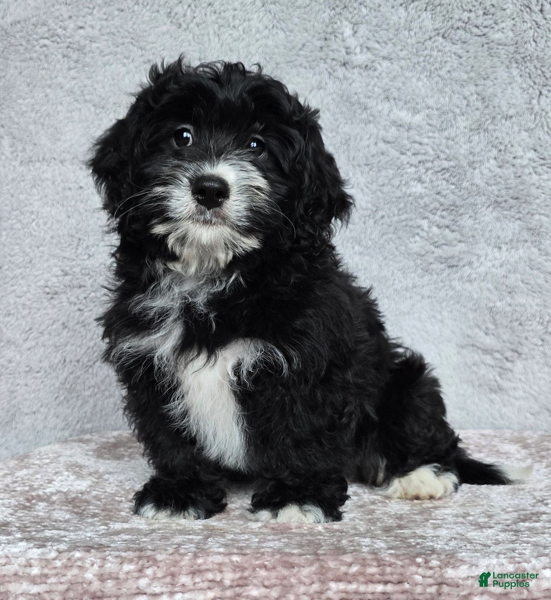 Mini Bernedoodle dogs for sale: Mini Reese - Ad 9