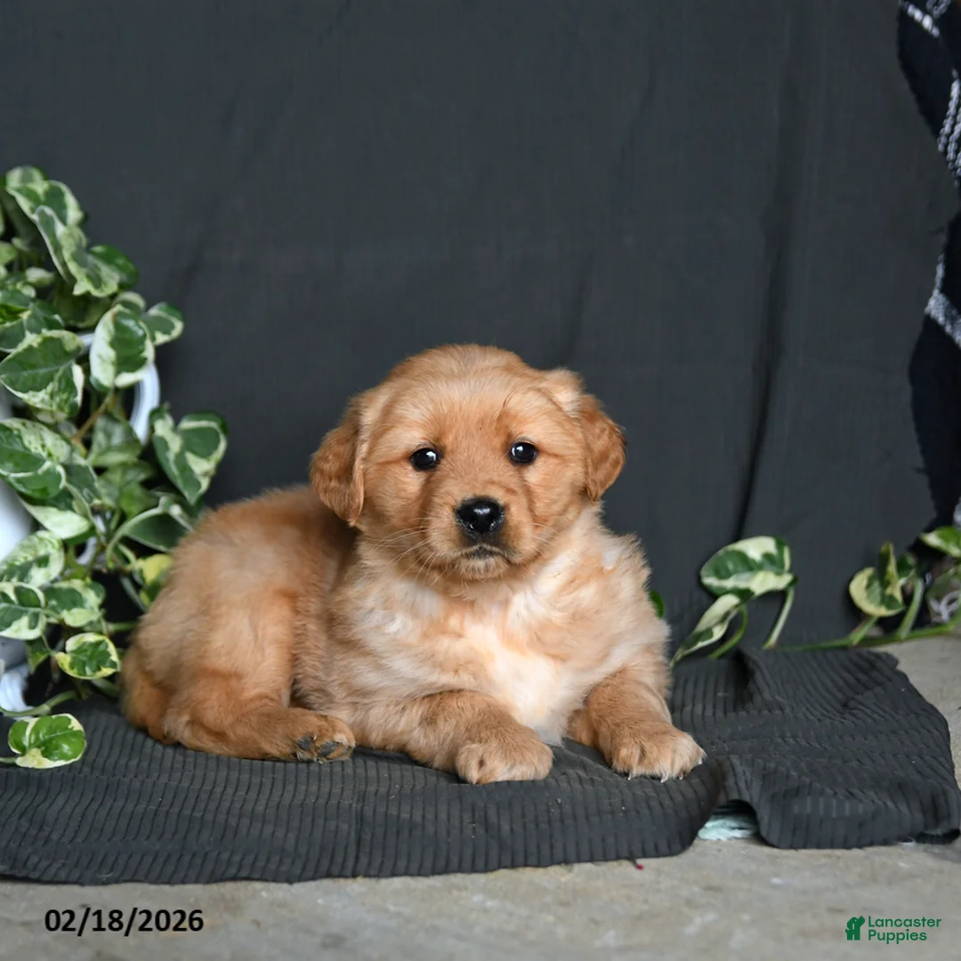 Golden Retriever dogs for sale: Roxy - Ad 3