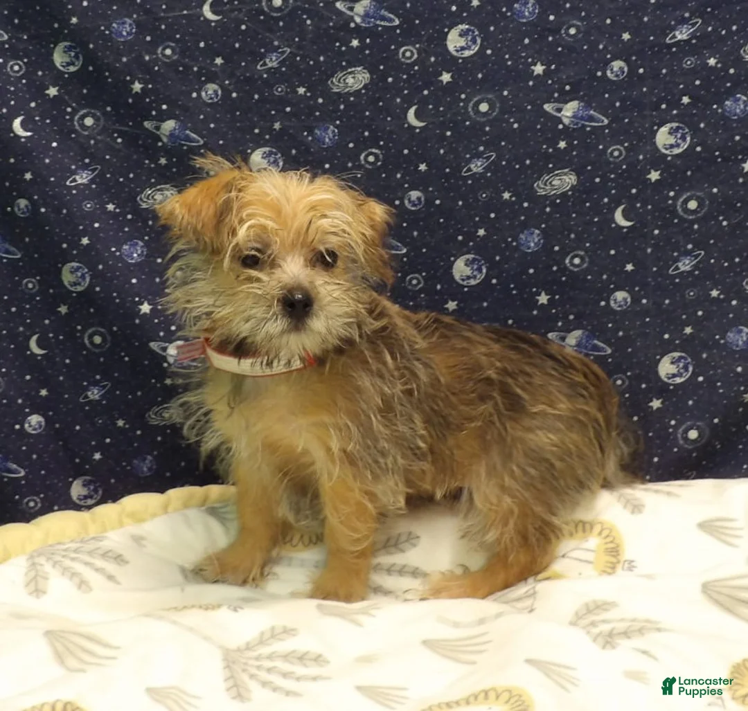 Morkie dogs for sale: Abby  - Ad 1