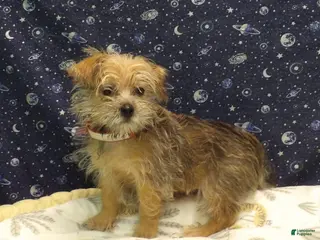 Morkie dogs Abby - Ad 33