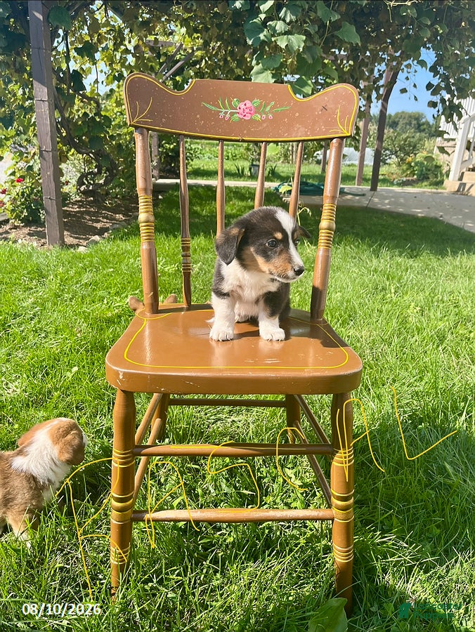 Welsh Corgi Pembroke dogs Rascal - Ad 2