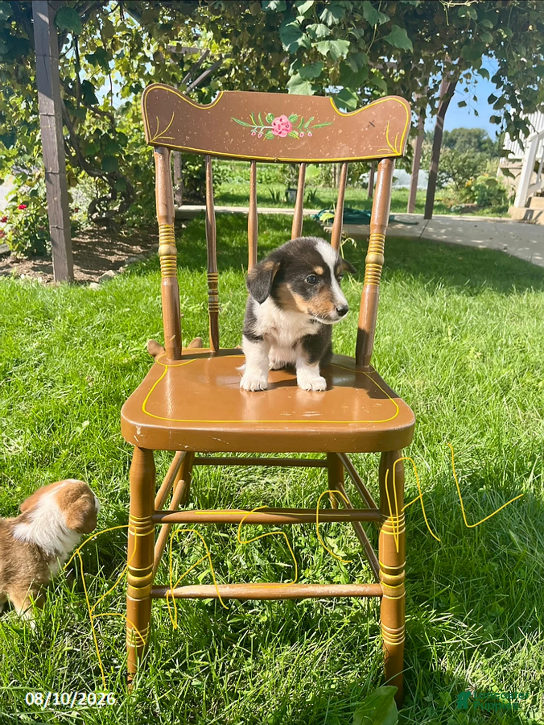 Welsh Corgi Pembroke dogs for sale: Rascal - Ad 2