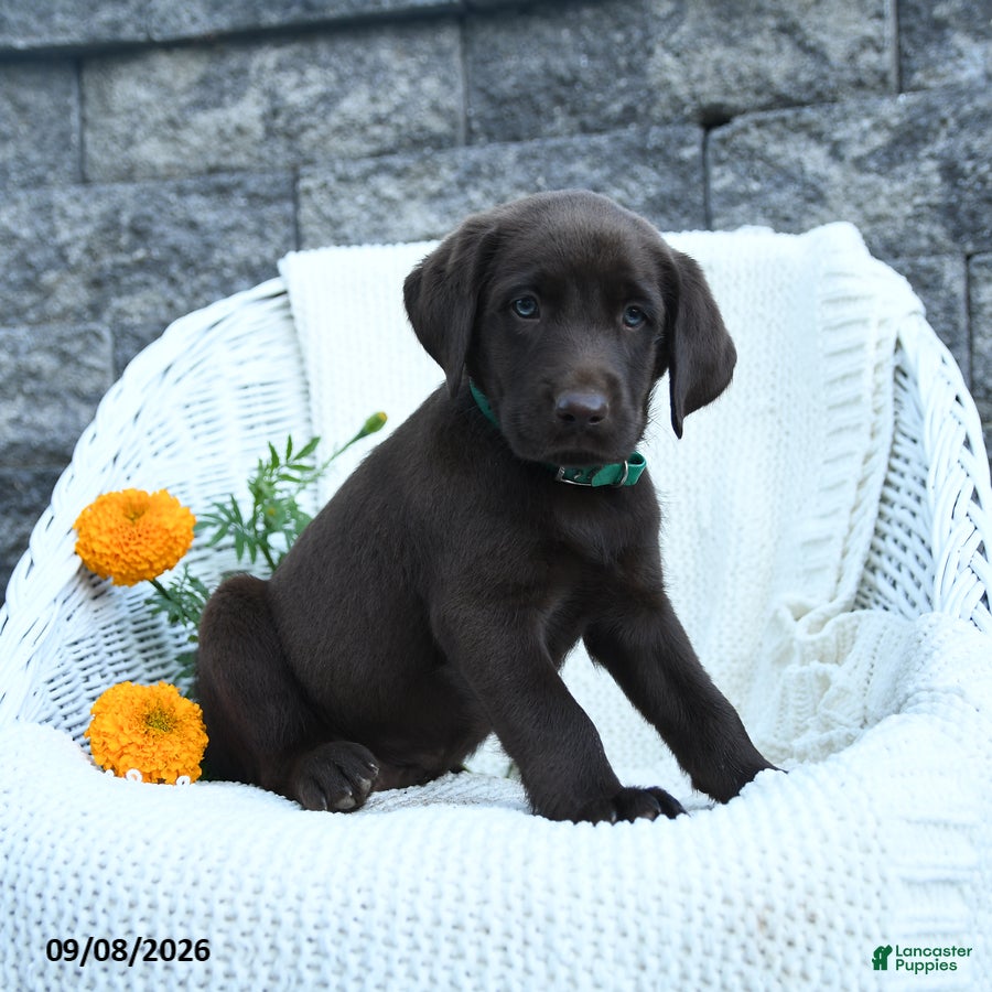 Labrador Retriever dogs Marlin - Ad 1