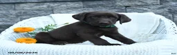 Labrador Retriever dogs for sale: Marlin - Ad 1