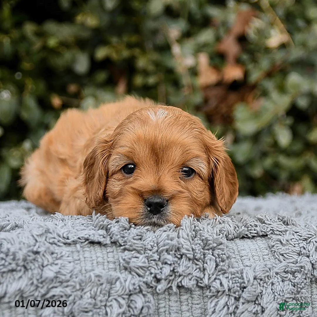 Cavapoo dogs for sale: Maple   - Ad 8