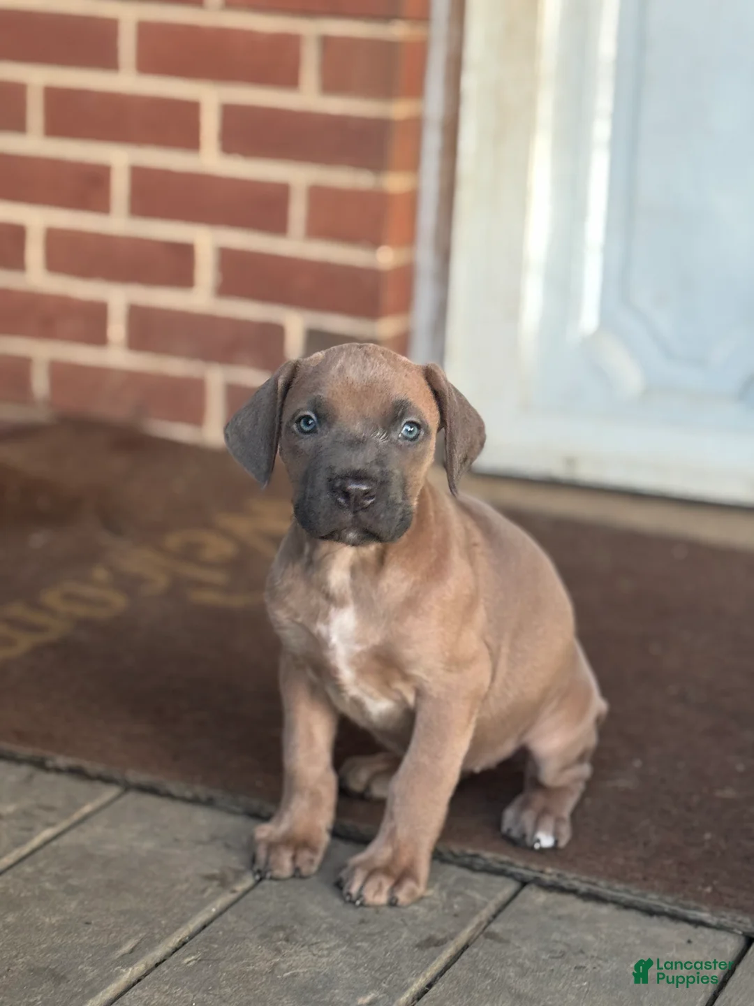 Cane Corso dogs for sale: Capri - Ad 1