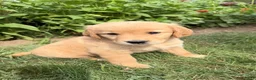 Golden Retriever dogs for sale: Emma - Ad 6