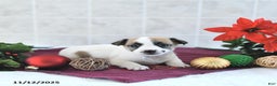 Jack Russell Terrier dogs for sale: Mikki - Ad 6