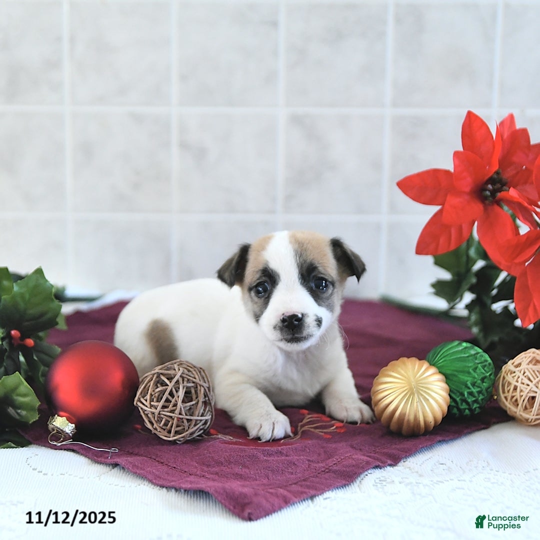 Jack Russell Terrier dogs for sale: Mikki - Ad 6