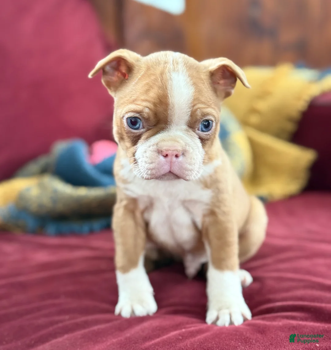 Boston Terrier dogs for sale: Bonny - Ad 1
