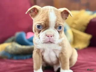 Boston Terrier dogs for sale: Bonny - Ad 1