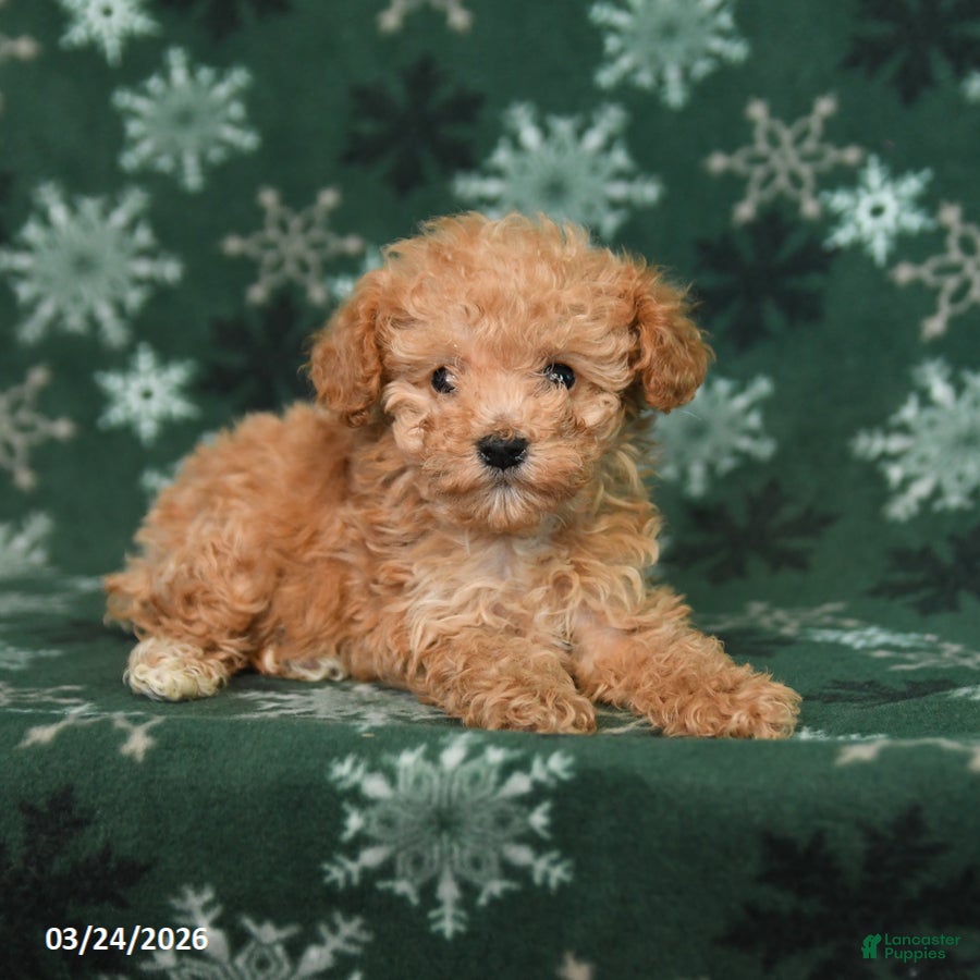 Toy Poodle dogs Rosie - Ad 2