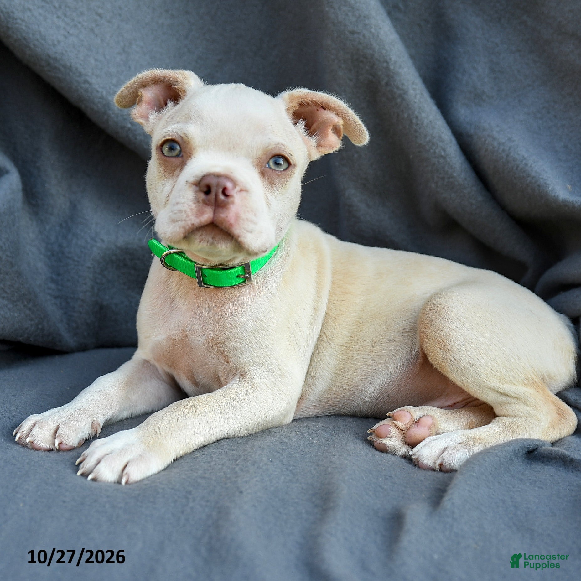 Boston Terrier dogs for sale: Tarzan - Ad 2