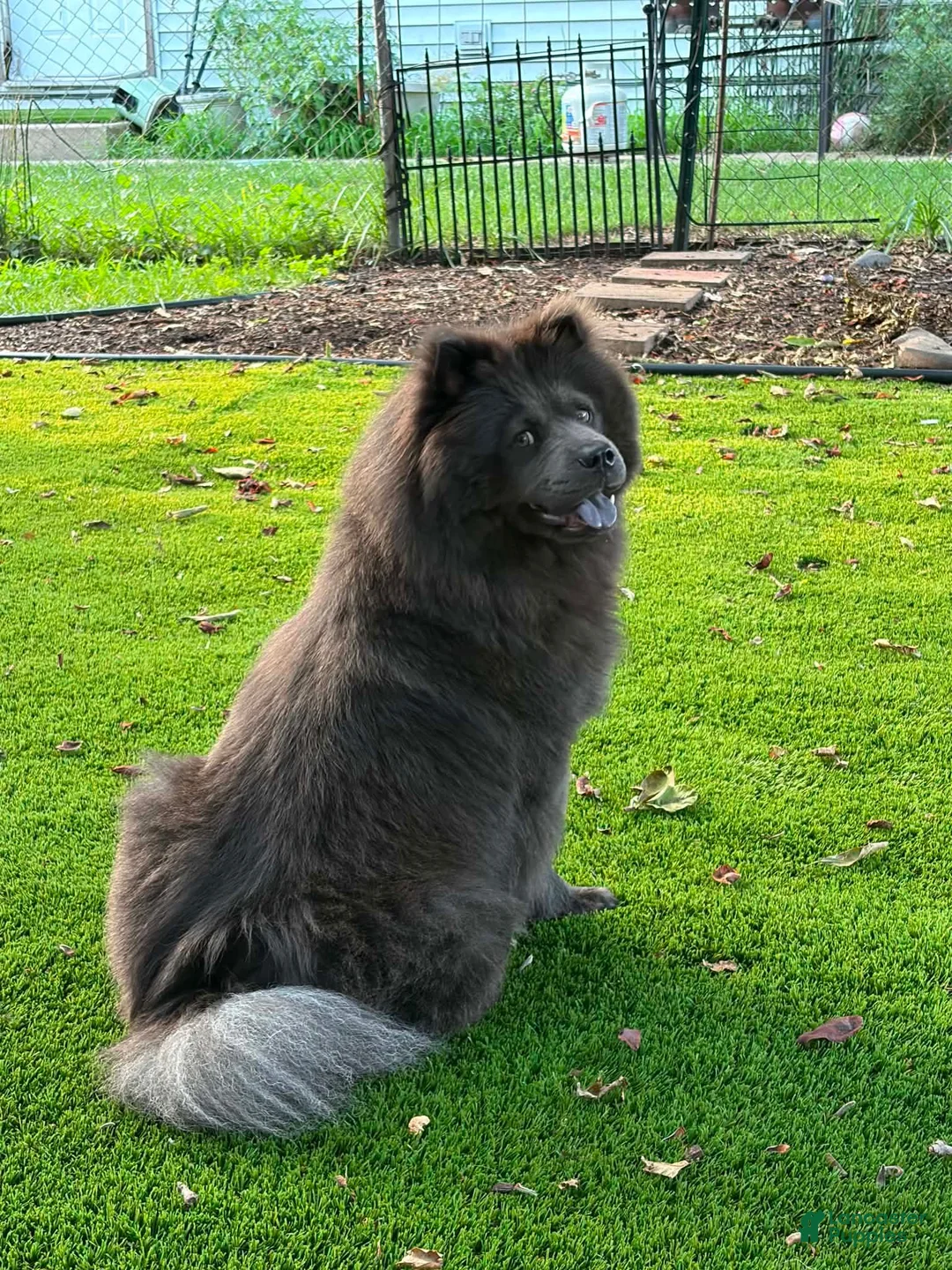 Chow Chow dogs for sale: Chow chow 2 ( blue )  - Ad 2