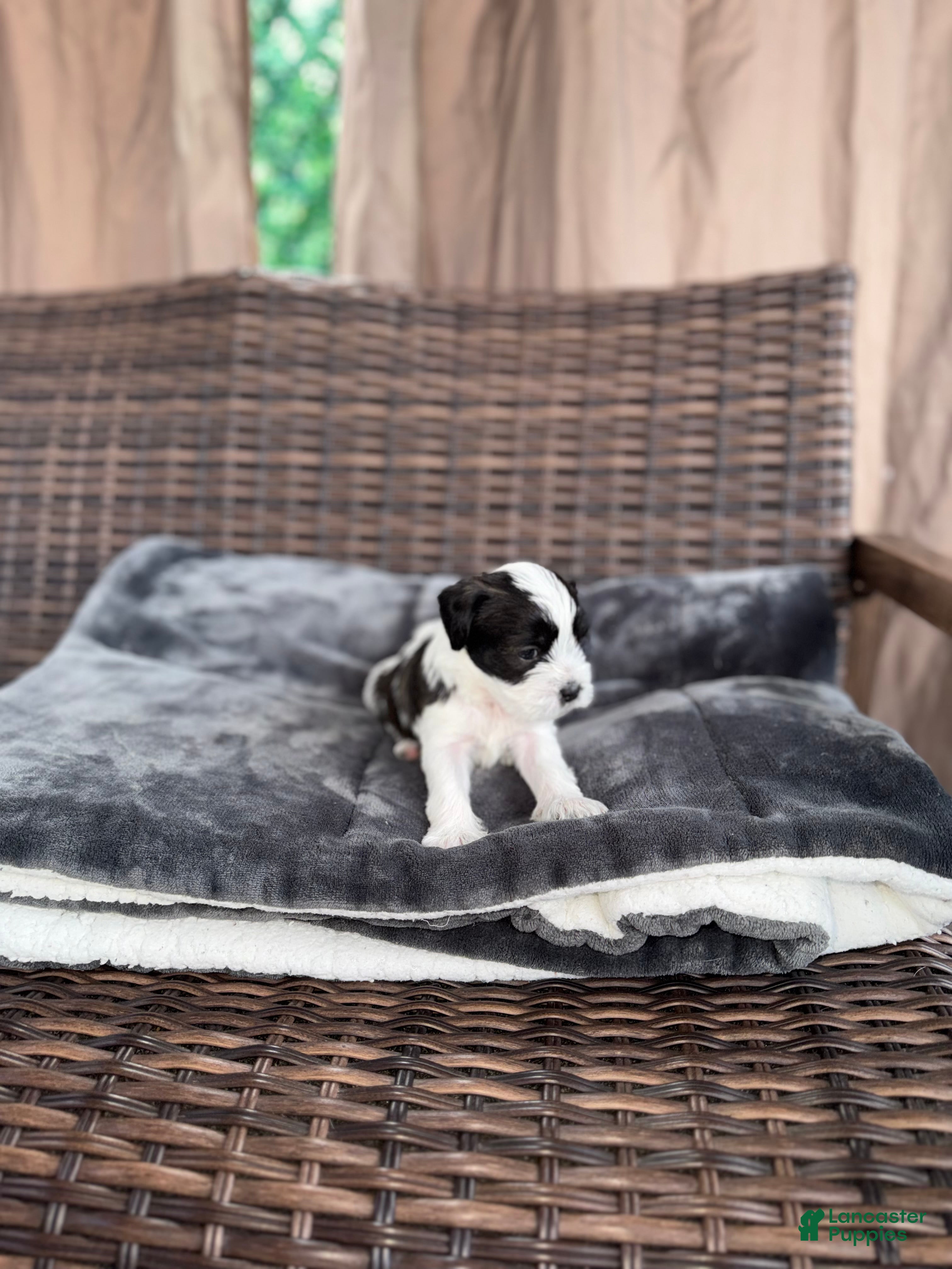 Mixed Breed dogs for sale: Oliver - Ad 5