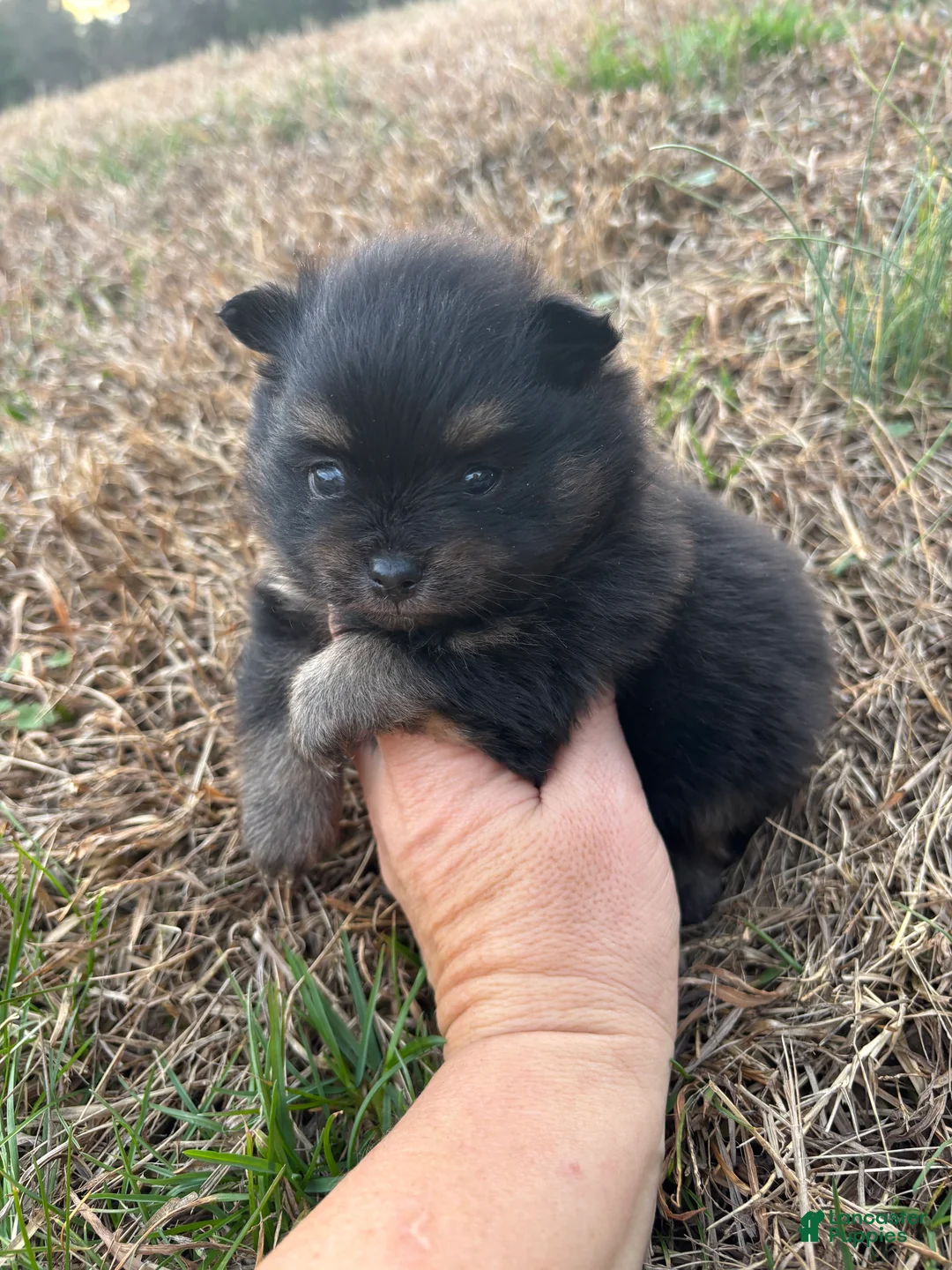Pomeranian dogs for sale: Pomeranian Puppy 1 - Ad 1