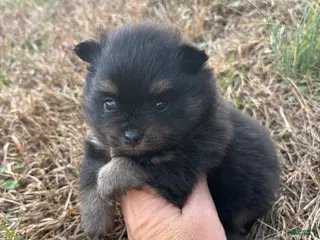 Pomeranian dogs Pomeranian Puppy 1 - Ad 15