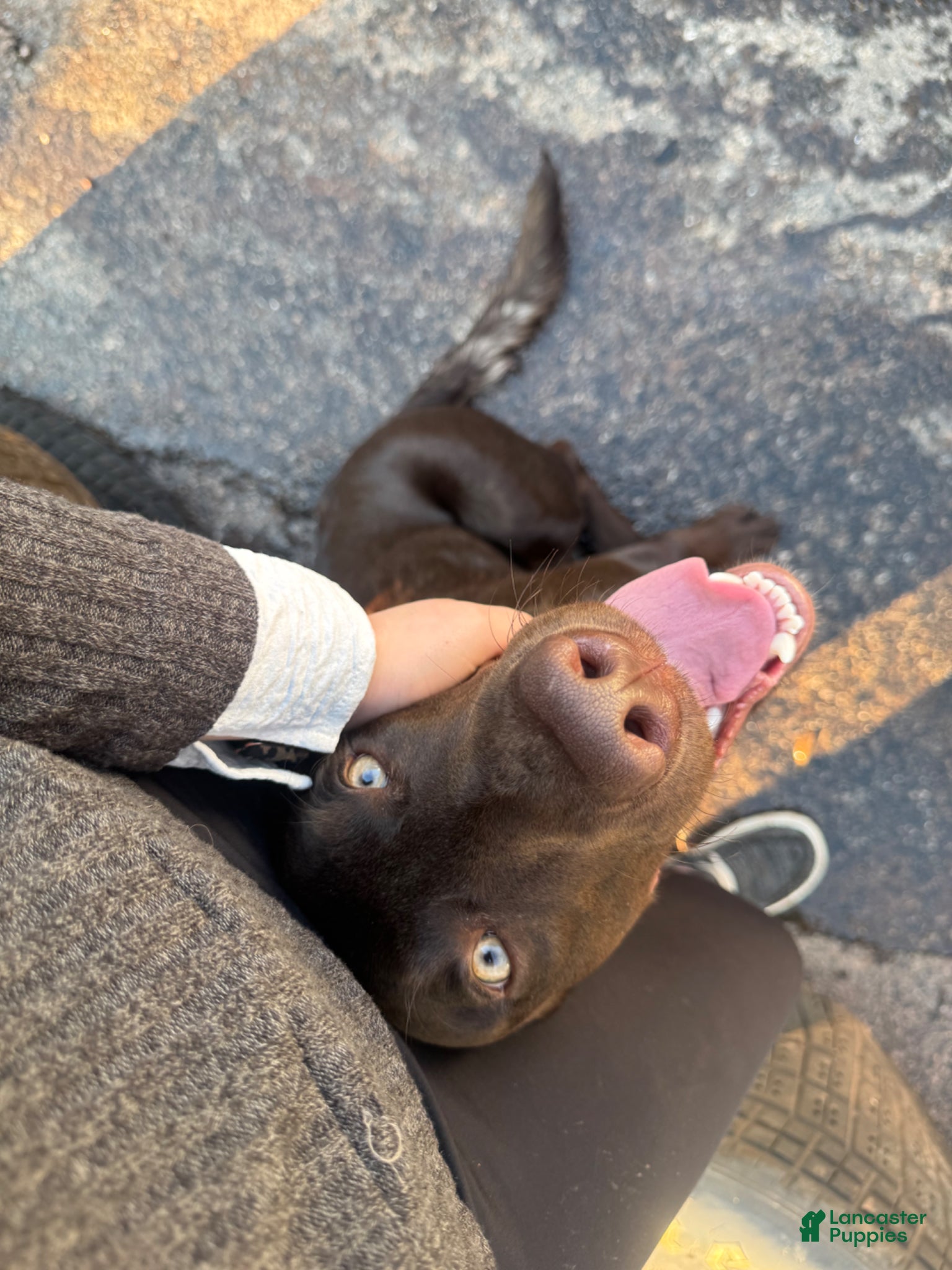 Labradoodle dogs Benson - Ad 1