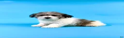Havanese dogs for sale: EDISON - Ad 4