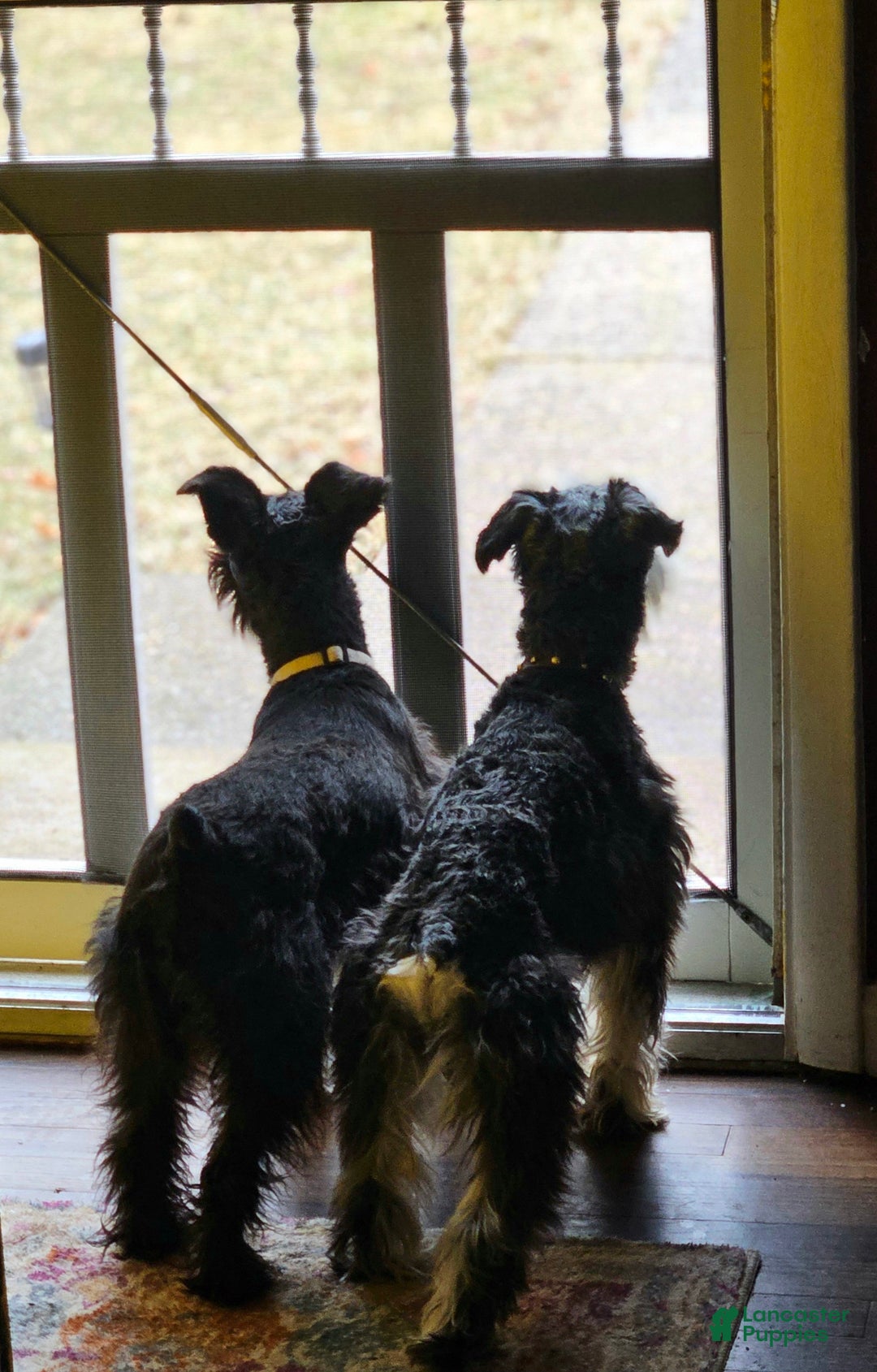 Miniature Schnauzer dogs for sale: Hershel - Ad 8