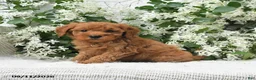 Goldendoodle dogs for sale: Jerry - Ad 3