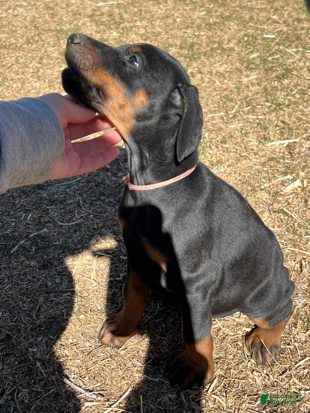 Doberman Pinscher dogs for sale: Doberman Pinscher Female pink collar - Ad 1