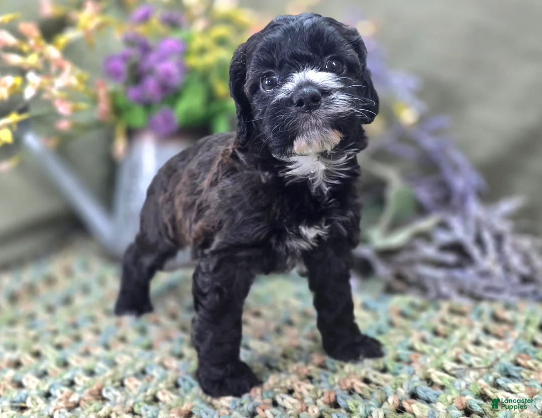 Cockapoo dogs for sale: Flopsy - Ad 2