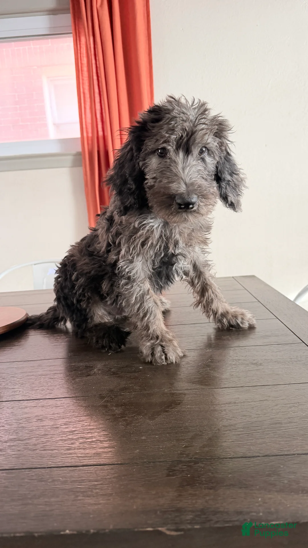 Labradoodle dogs for sale: Bruno - Ad 2