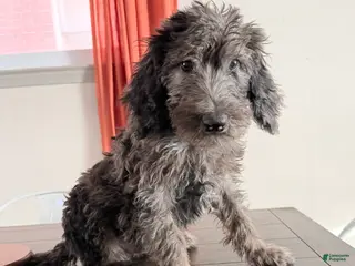 Labradoodle dogs Bruno - Ad 2