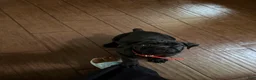 Cane Corso dogs for sale: Princess Tiana - Ad 3