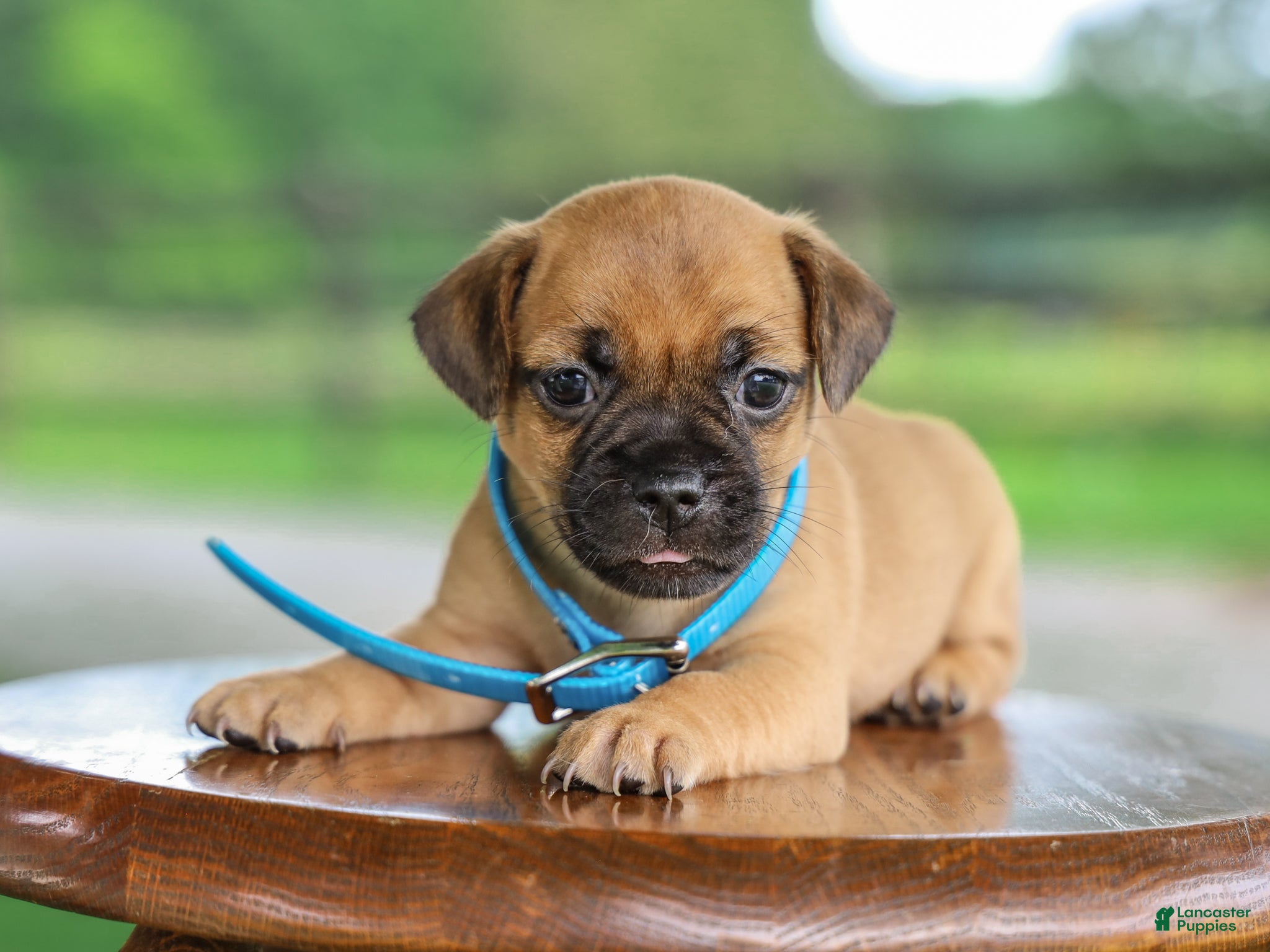 Jug dogs Zippy Jug Puppy - Ad 1