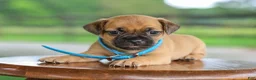 Jug dogs for sale: Zippy Jug Puppy - Ad 1
