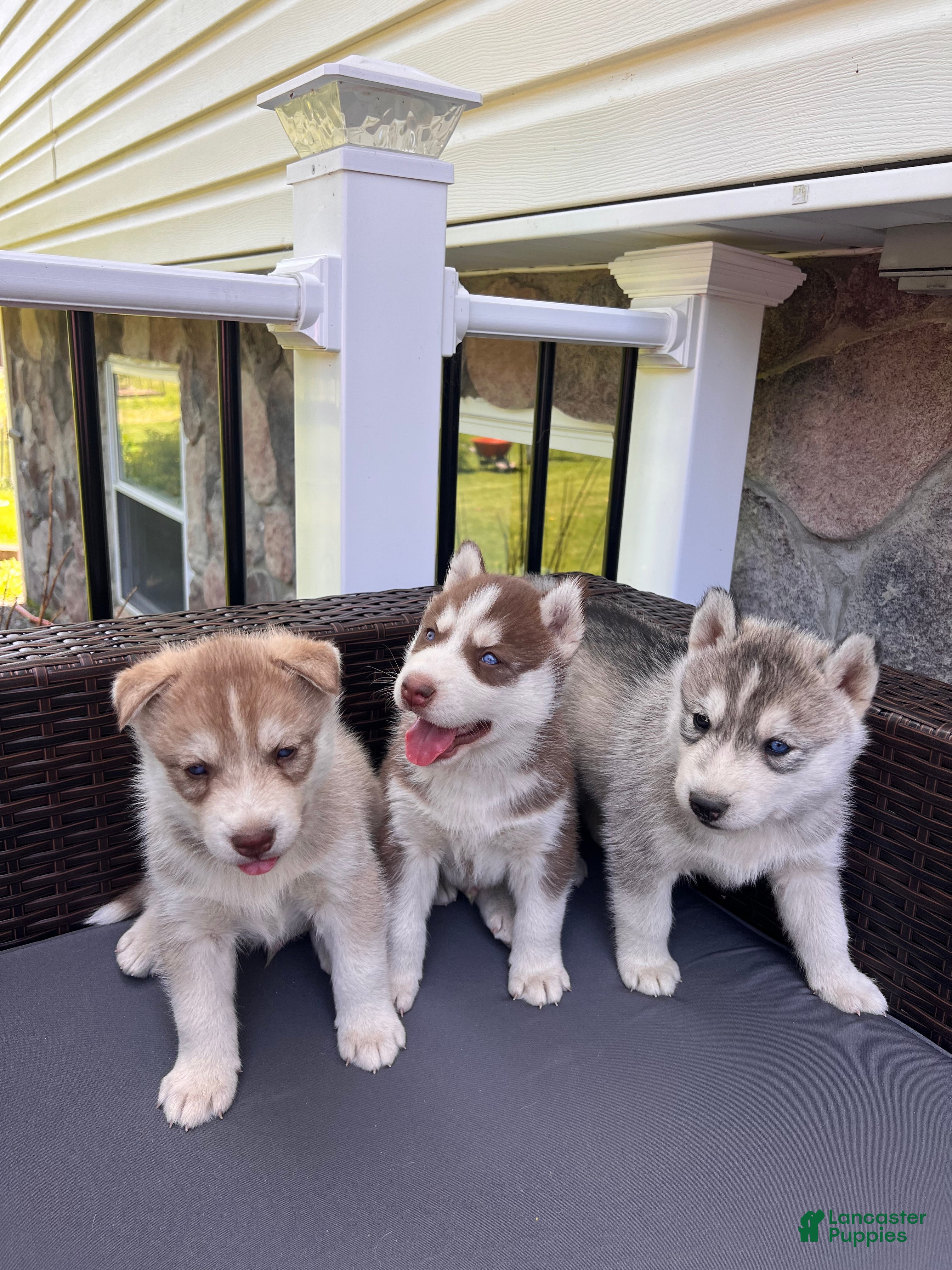 Siberian Husky dogs Balto  - Ad 2