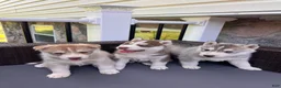 Siberian Husky dogs for sale: Balto  - Ad 2