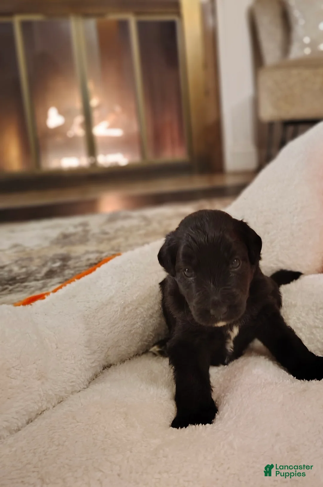 Aussiedoodle dogs for sale: tiny - Ad 3