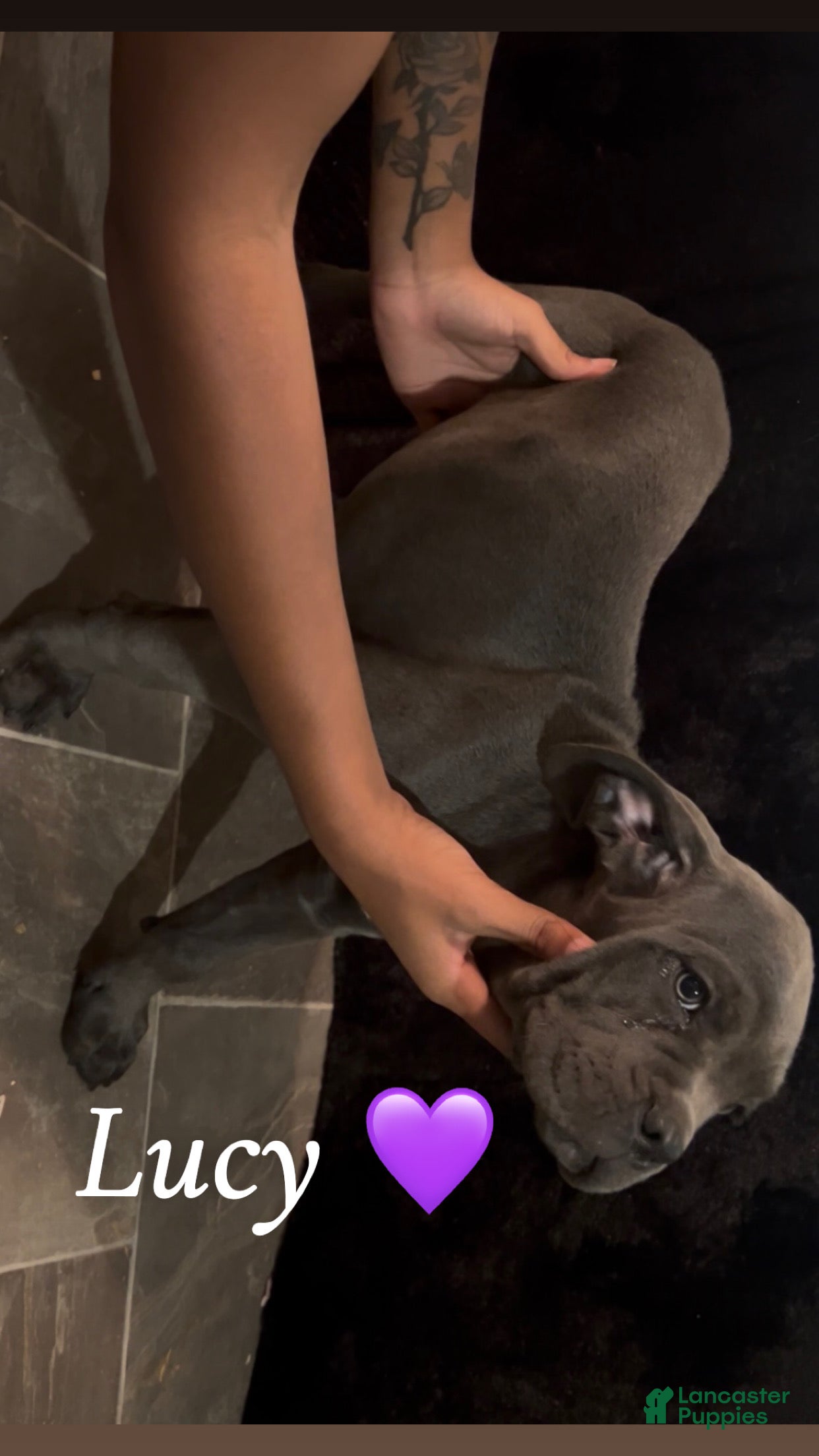 Cane Corso dogs LUCY 💜 - Ad 1