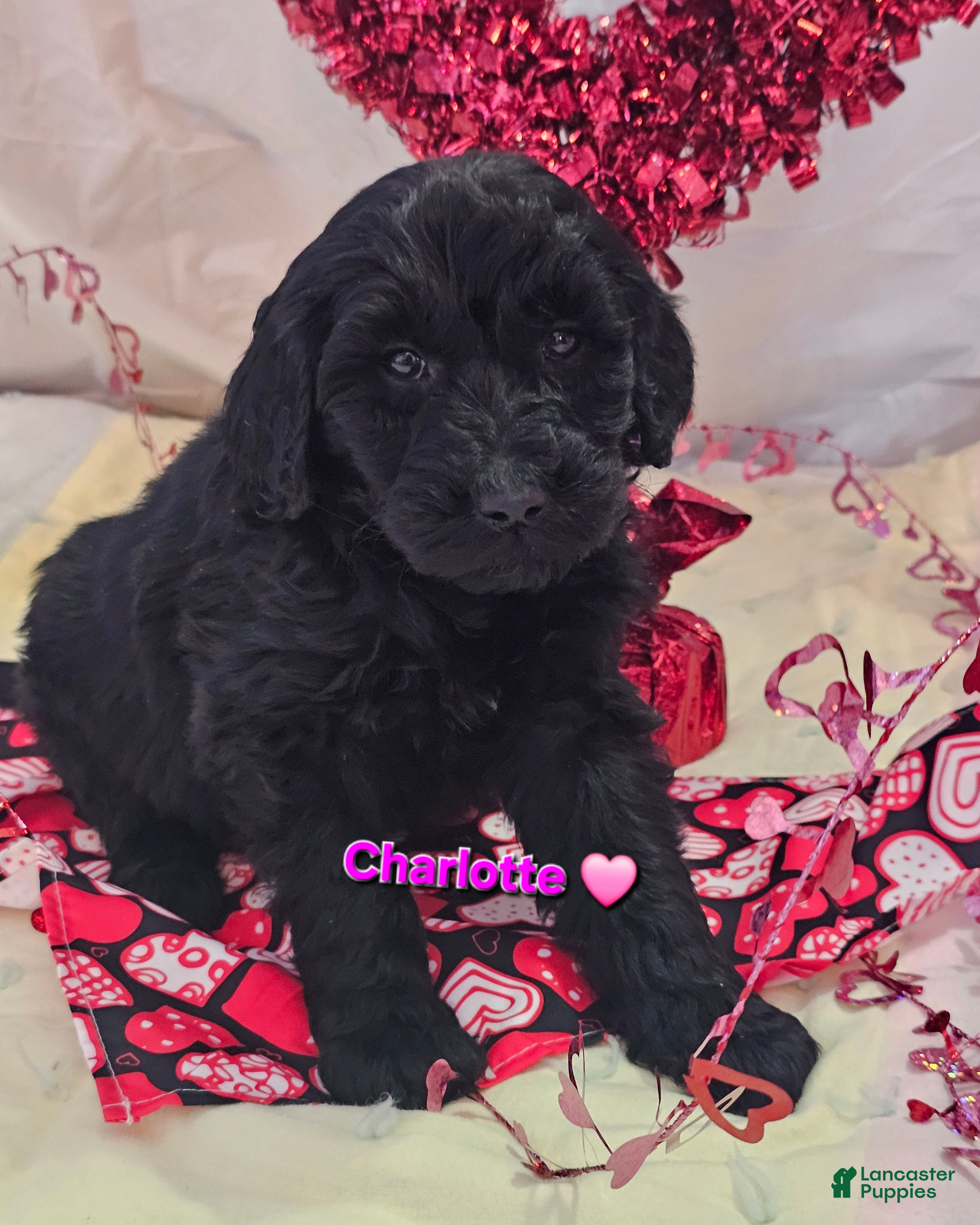 Goldendoodle dogs Charlotte  - Ad 26