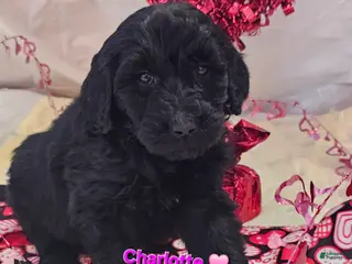 Goldendoodle dogs Charlotte - Ad 26
